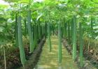 早春丝瓜种植技术
